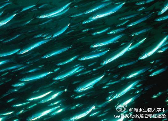 青鱼和海里的青鱼有什么不同,北方说的青鱼是什么鱼