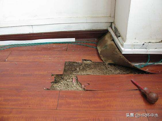 雨天晚上，如何防治飞进家里长翅膀的白蚁虫？全面白蚁虫知识介绍