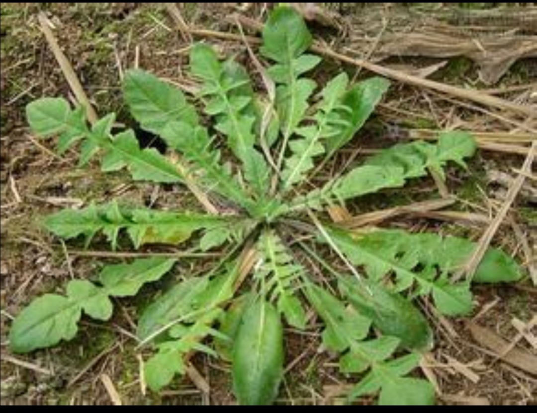荠菜有几种吃法和做法,荠菜的最佳吃法和做法