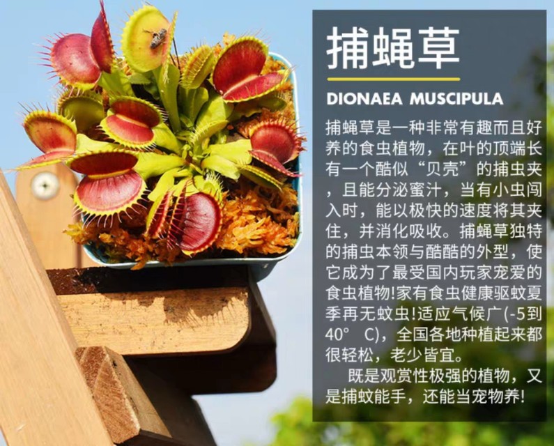 鸟被蚊子咬怎么驱蚊,夏季如何防蚊子和飞蚊