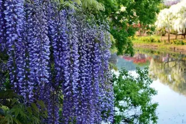 樱花散去!最美紫藤视觉盛宴来袭~