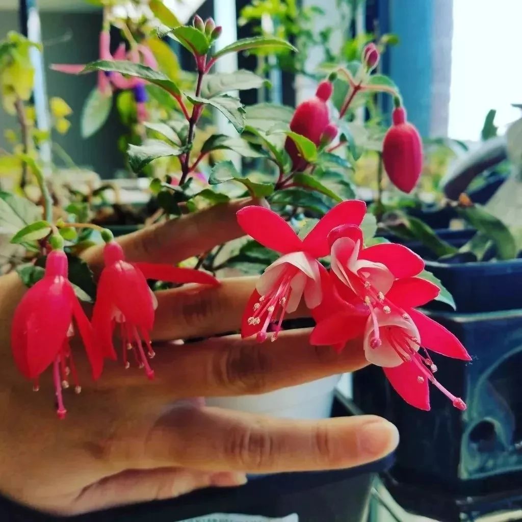 花朵颜值特别高的盆栽倒挂*钟金**，夏天容易挂掉，有什么办法挽救？