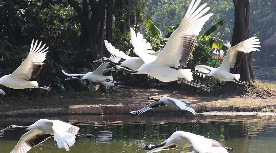 广州长隆儿童欢乐世界春节,广州长隆欢乐世界春游儿童玩什么