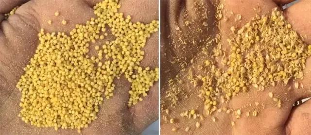 米脂小米最好的牌子是哪个,延安小米好还是米脂小米好