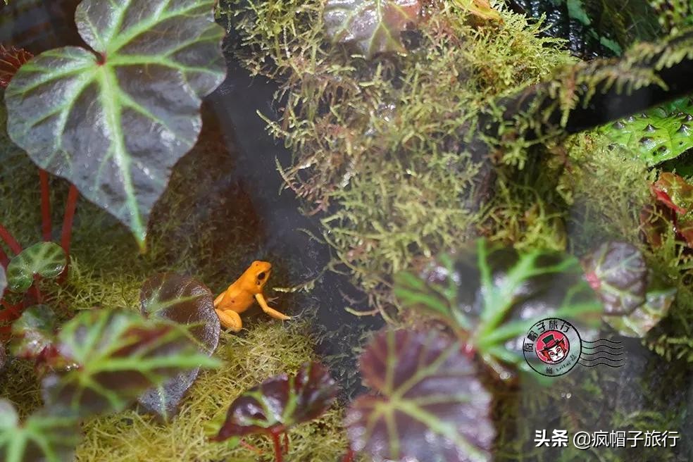 新加坡旅游住酒店攻略,去新加坡旅游住宿怎么选择