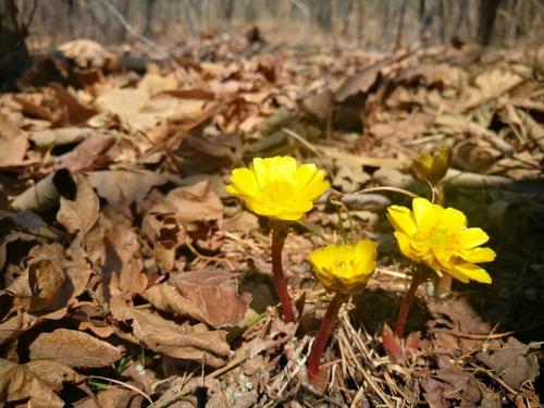 它在寒冷的冬天开花，经济价值极高，市场论克卖，种植的人却不多