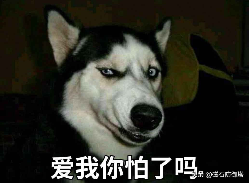 进击的哈士奇：傲立于极地的风之子