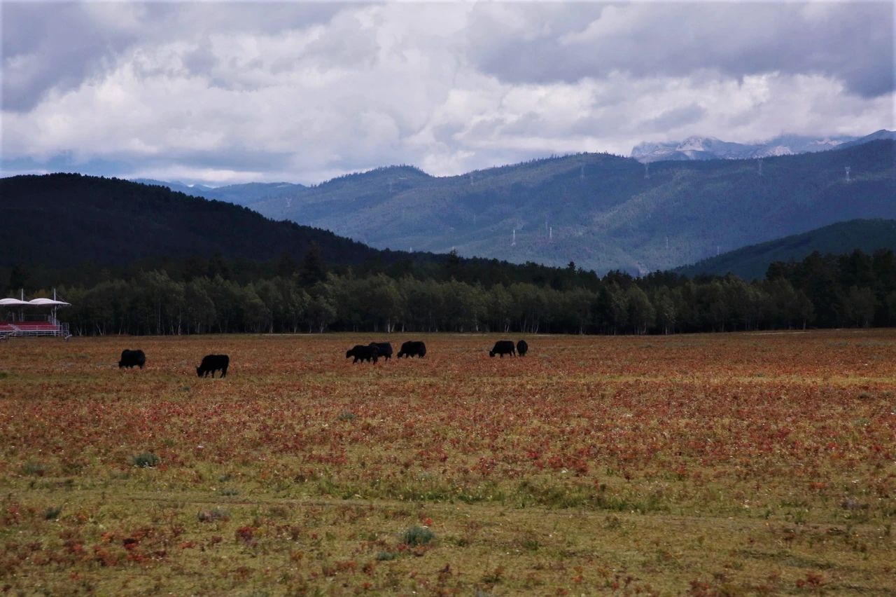 让你忘记它的存在就是最靠谱的轮胎，马牌云南五天游记