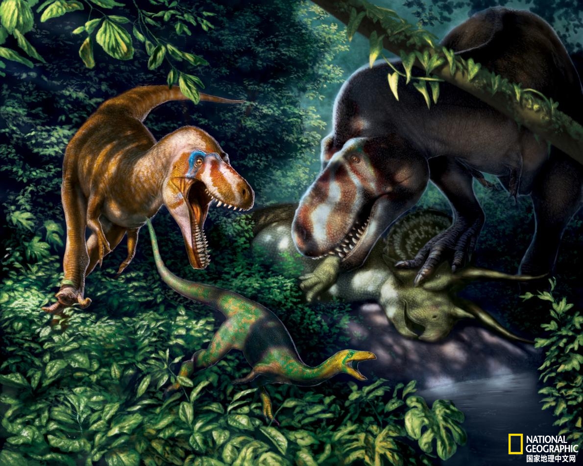 矮暴龙是不是霸王龙的幼年体,矮暴龙实力挑衅幼年霸王龙