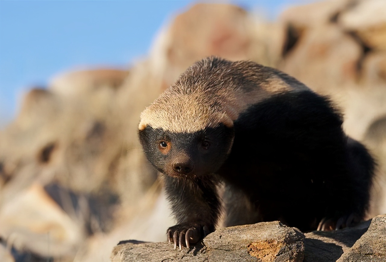 平头哥和毒蛇狭路相逢,平头哥与毒蛇对决