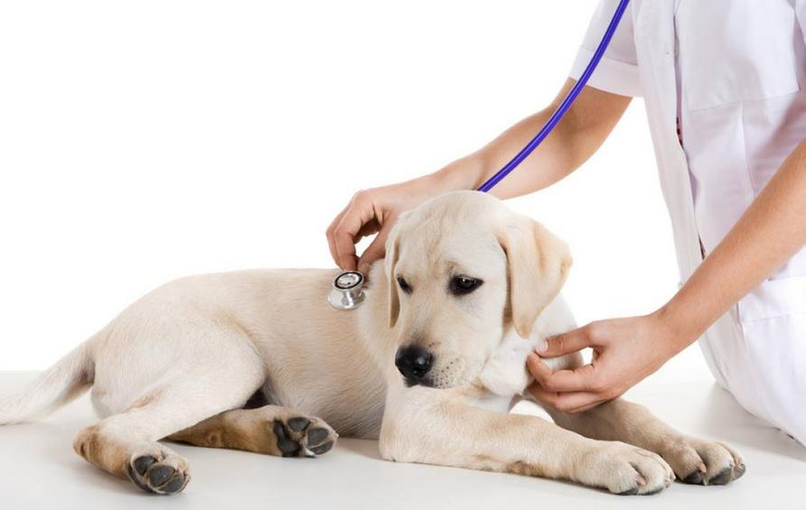 最朴实忠诚聪明的狗,最便宜最善良的狗