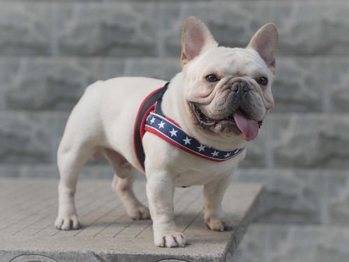 最贵的狗是什么犬种,犬界最贵的5种狗