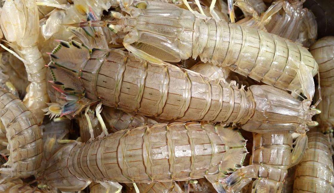 虾蟹镉超标,皮皮虾重金属超标怎么处罚