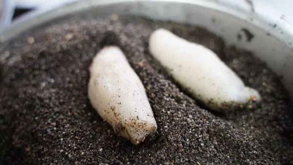 古早味麻糍,东山岛古早味麻糍