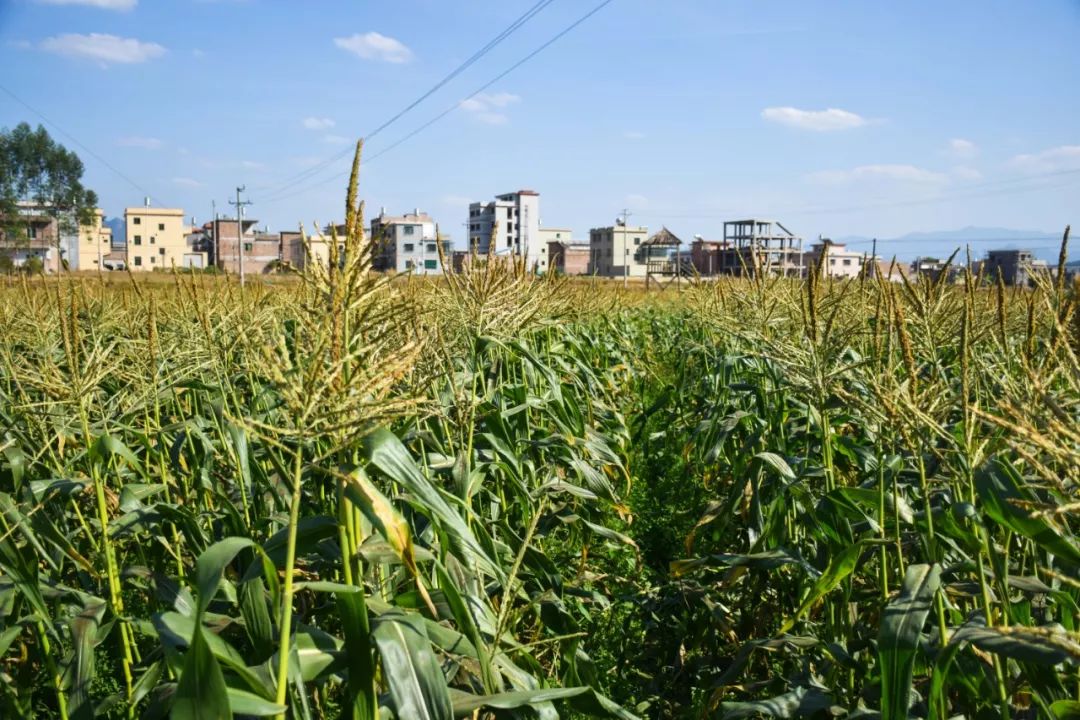 韶关最美乡村游,广东韶关乡村大自然的风景