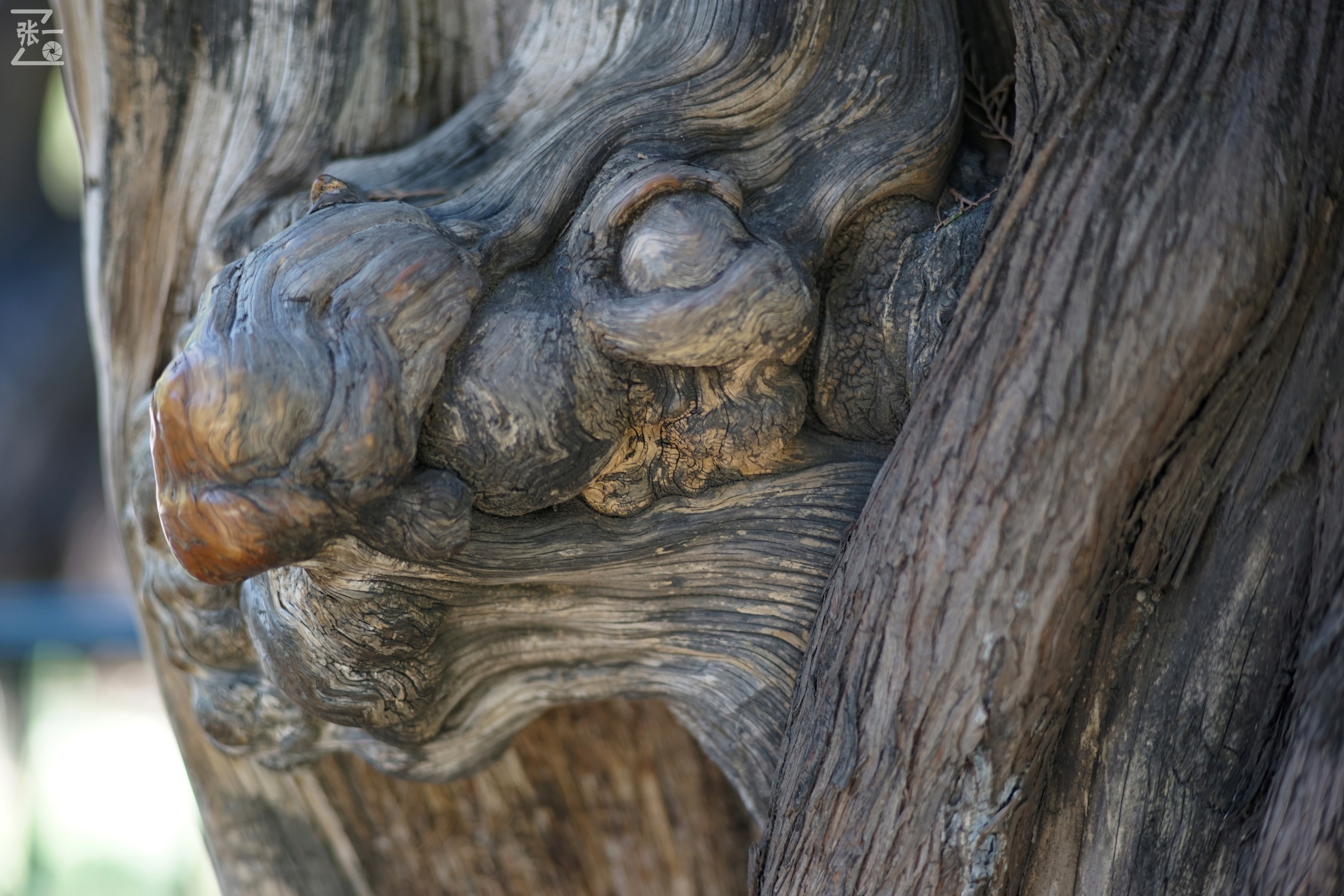 日本老镜头,canon老相机曝光