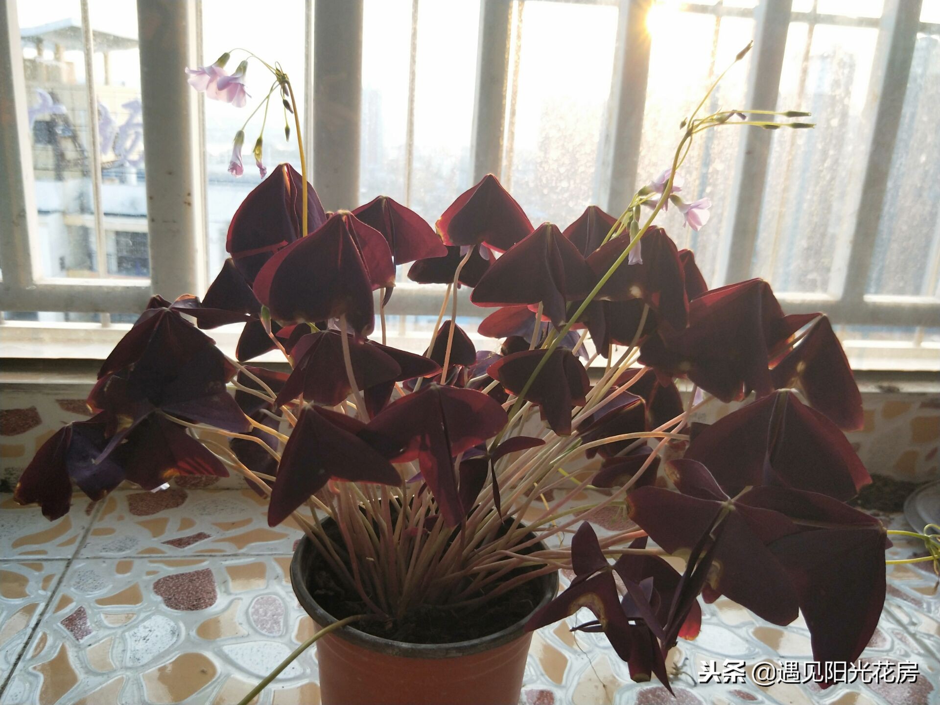 紫叶酢浆草的叶子烂怎么办,紫叶酢浆草的叶子黄边怎么办