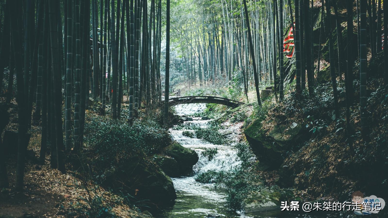 中国最大最好的竹海是哪里,中国最大竹海面积104万亩