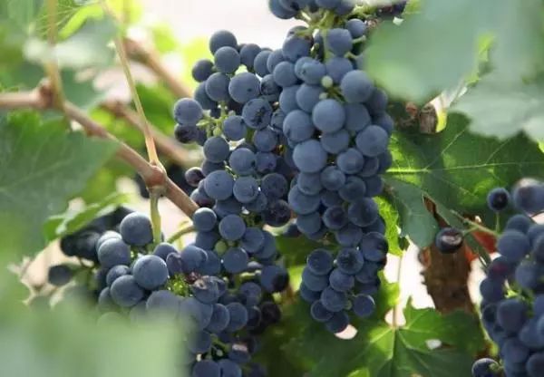 全新疆著名的特产,盘点十大新疆的特产