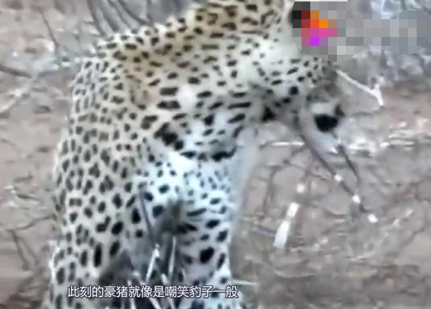 豹子成功吃豪猪,豹子偷袭豪猪