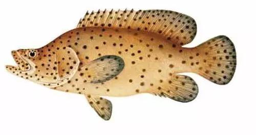 世界顶级海鲜鱼类,史上最完整鱼类海鲜图鉴