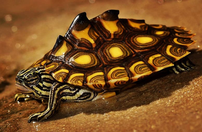 龟一年不吃食一招教你解决,宠物龟不吃食什么原因