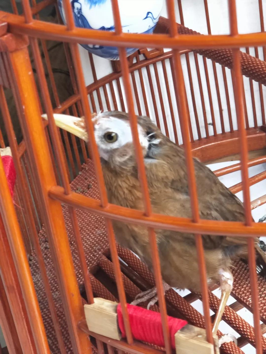 画眉鸟正确饲养的方法,画眉鸟饲养方法有哪些