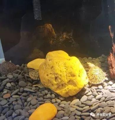 蛋龟是海龟吗,蛋龟是巴西龟吗