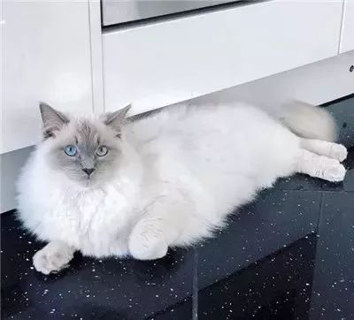 猫咪是绝育还是繁殖,猫咪发情期间能做绝育手术吗