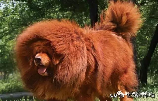 头发硬早上起来炸毛怎么办,头发硬老是炸毛该怎么办