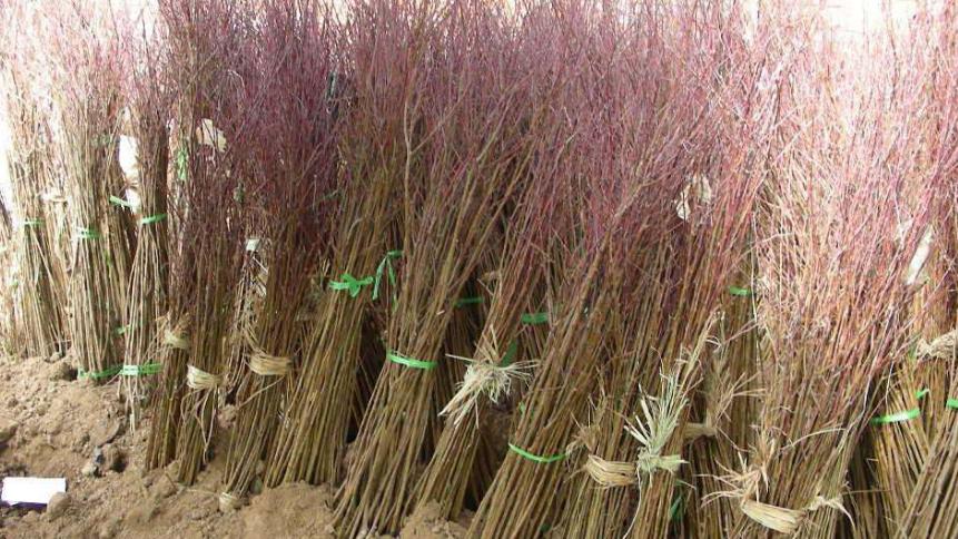 黄桃种植方法全过程,黄桃嫁接用什么砧木最好