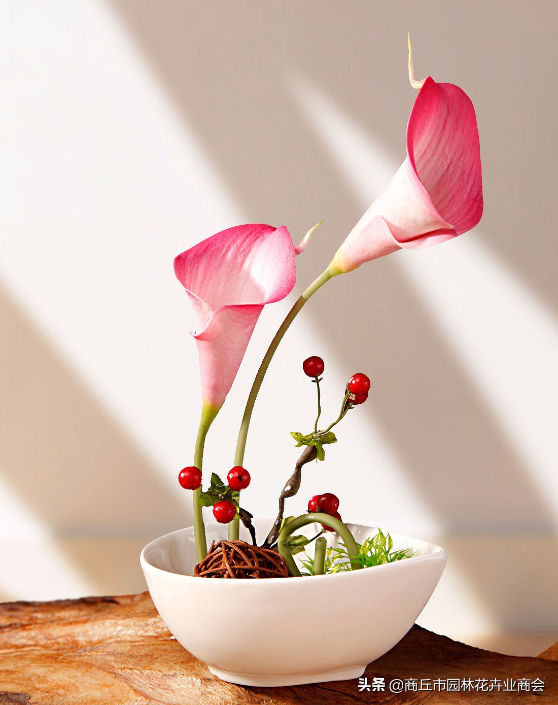 彩色马蹄莲怎么养好看,彩色马蹄莲花变成绿色了