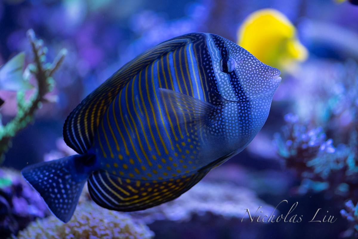 经典海水礁岩生态缸分享，180×120×60厘米三面观赏海缸