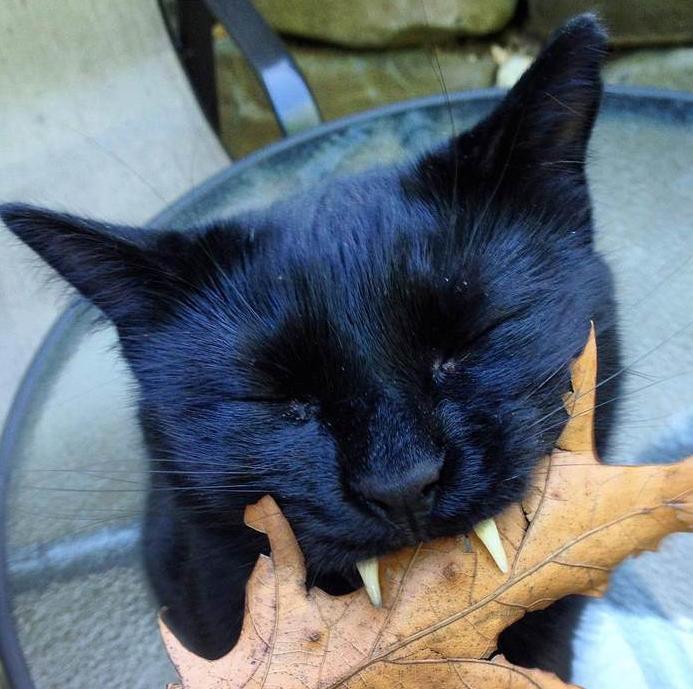 网友捡到一只独特的猫,网友捡到一只猫越长越大是什么猫