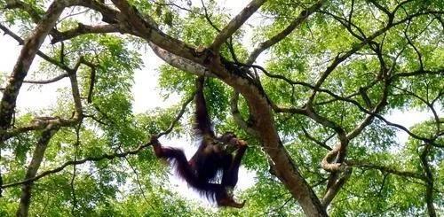 为什么人类的毛发无限长,为什么人类那么奇怪