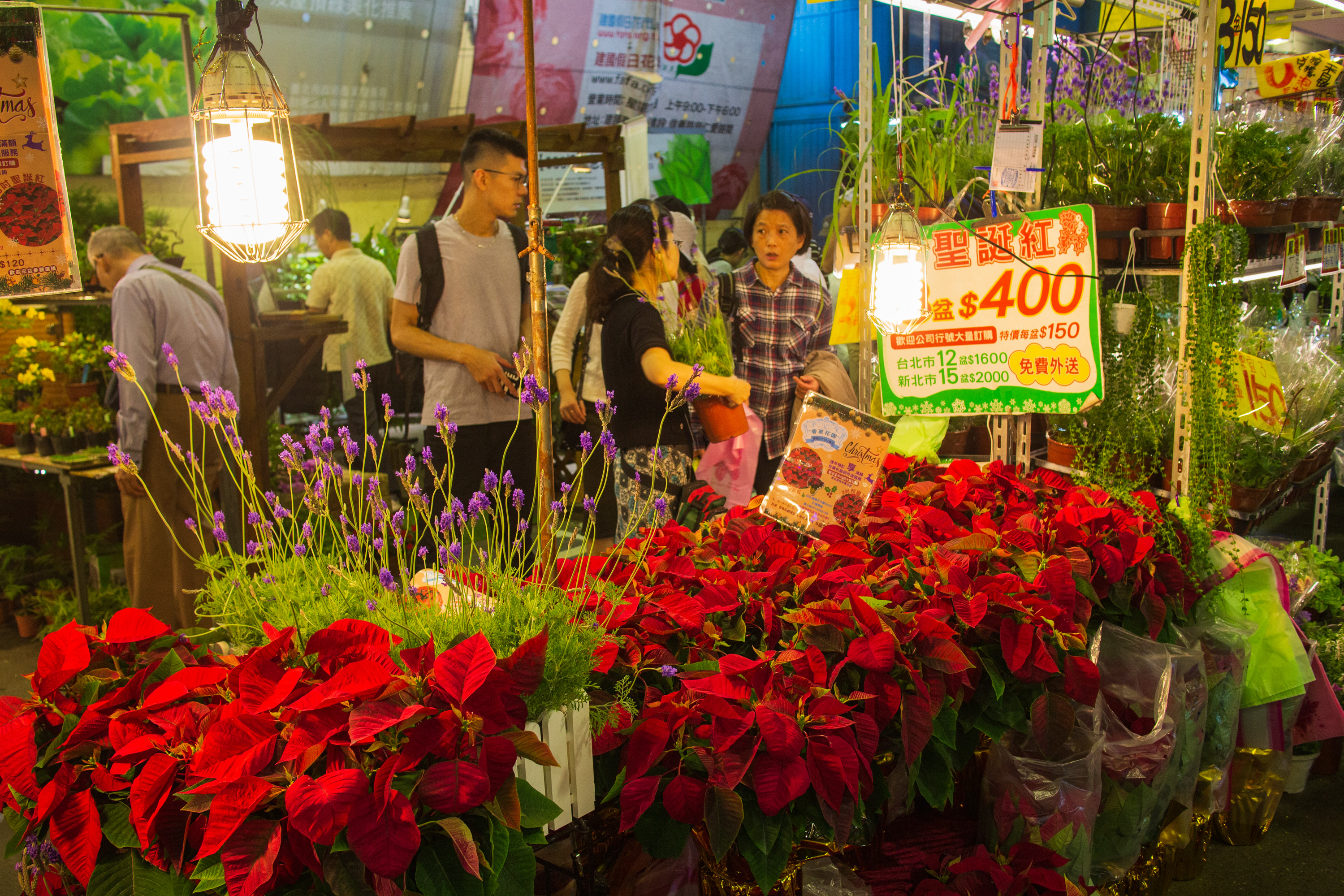 捻花惹草好去处－建国假日花市