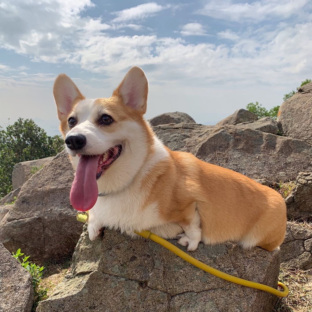 小短腿柯基走路的样子,短腿柯基王主人