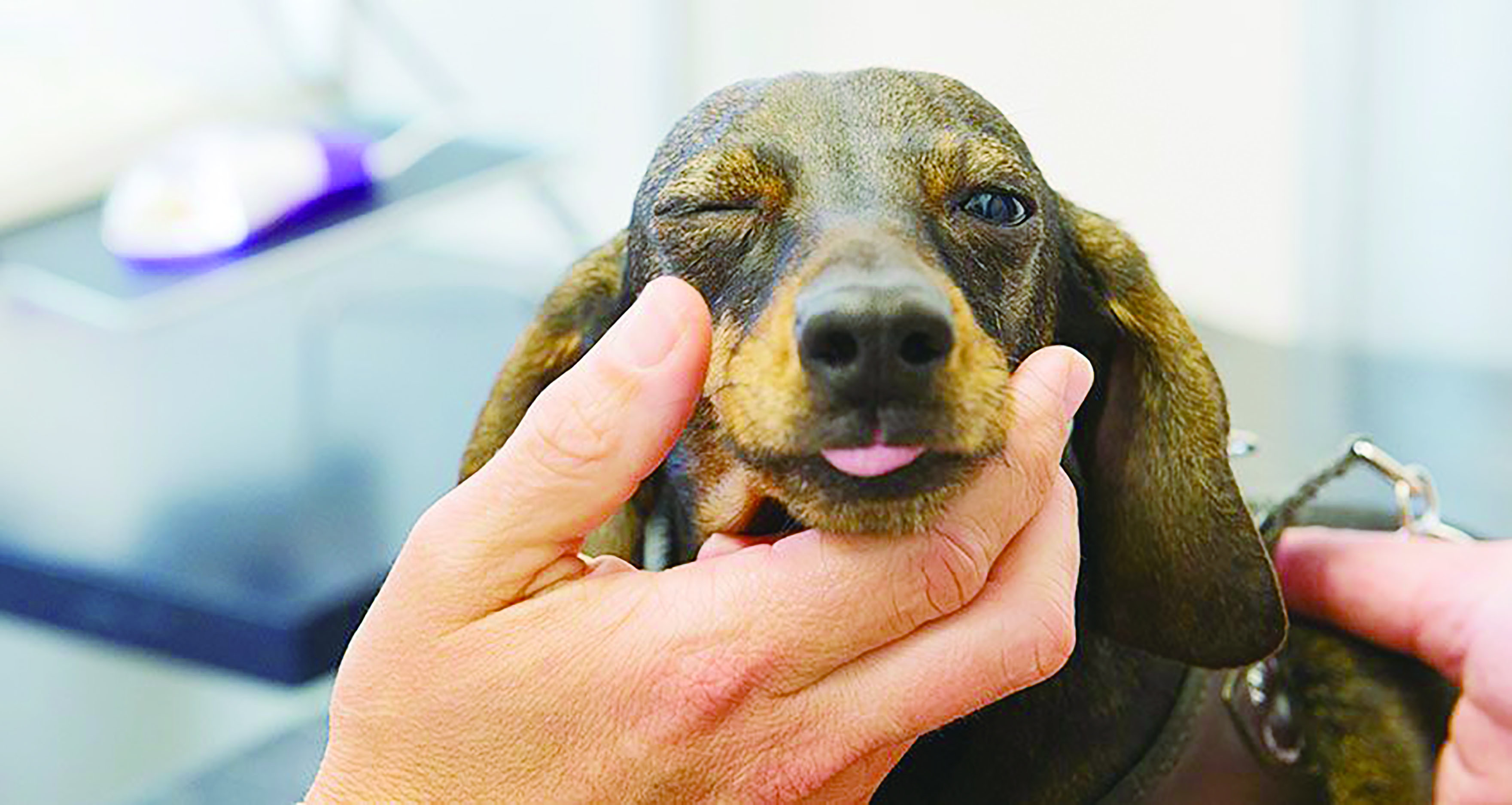 老年犬容易得脂肪病吗,老年犬真的容易应激吗