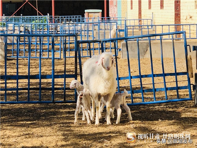 决战脱贫攻坚的微视频,甘肃武威民勤养羊