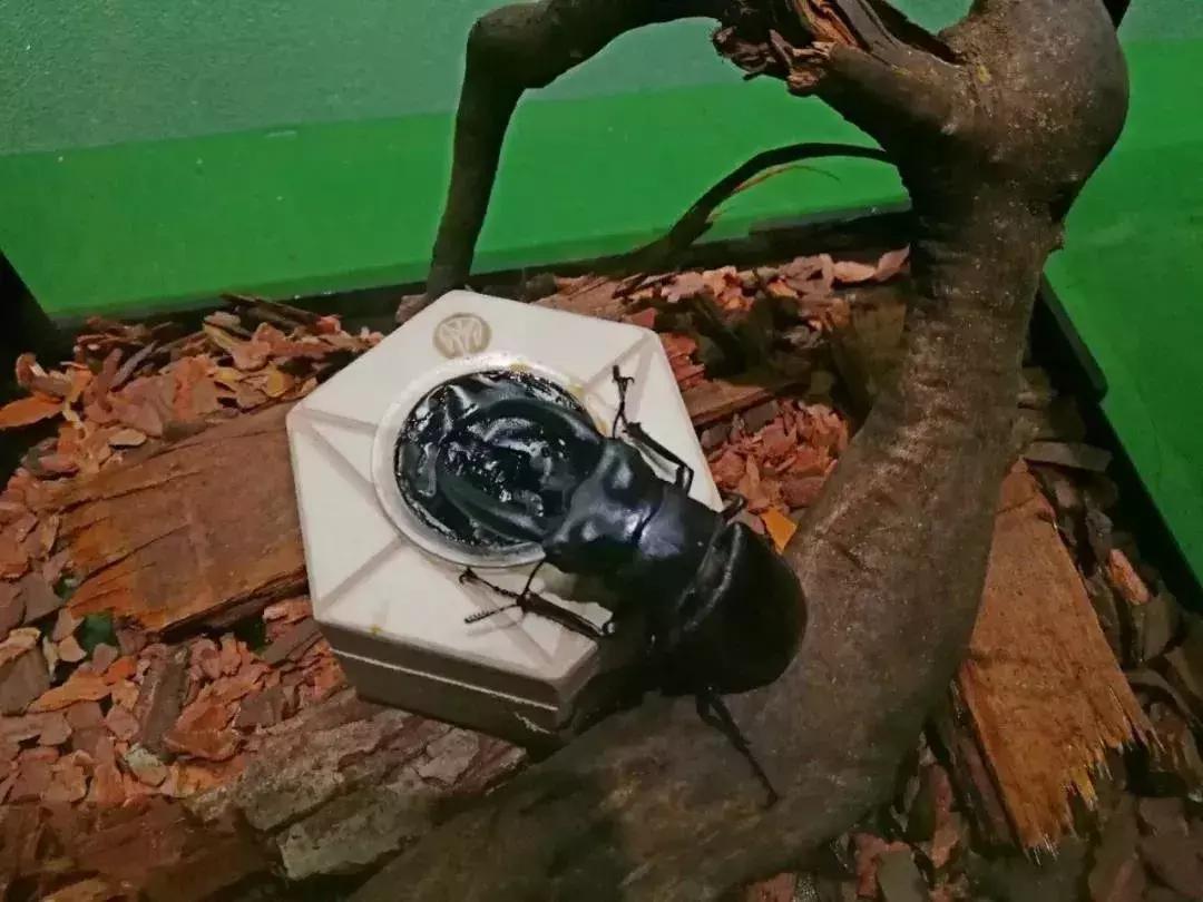 爆火广州溜娃圈的网红双展，宠粉价¥39.9买一送一！劲省二百多元