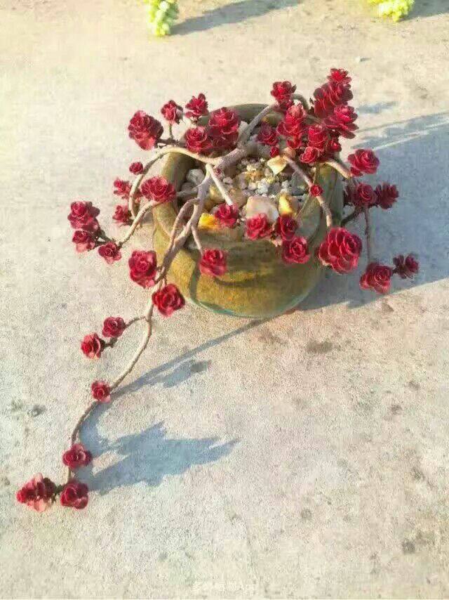 100种室内盆栽花,花卉大全500种盆栽名称