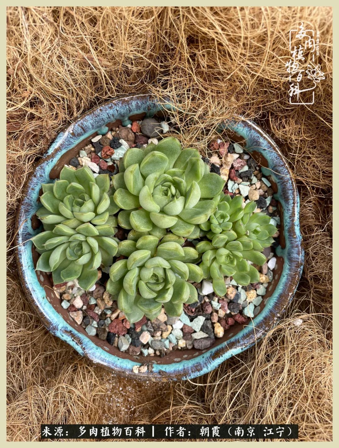 多肉最美的飘枝品种,多肉最美老桩