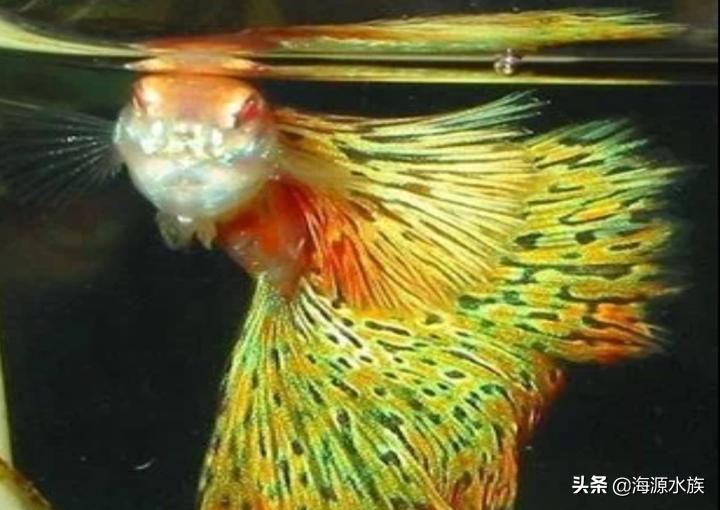 红绿灯鱼跳缸是什么原因,怎样防止鱼儿跳缸