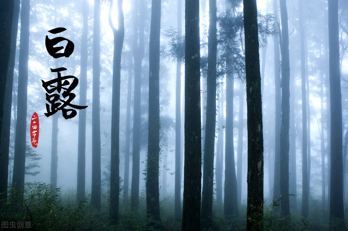 白鹭有三怕都怕什么,白露到了要注意什么细节