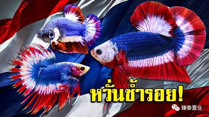 暹罗斗鱼——色与美的战舞