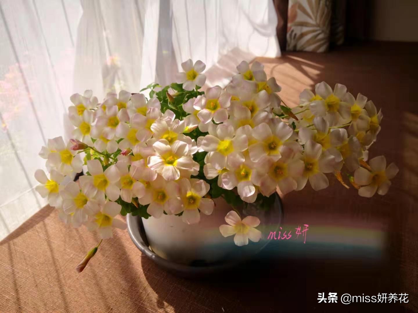 酢浆草种球品种图鉴大全,酢浆草种球品种图鉴