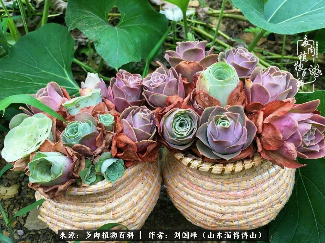 多肉植物大王叫我来巡山,大王叫我来巡山绿植