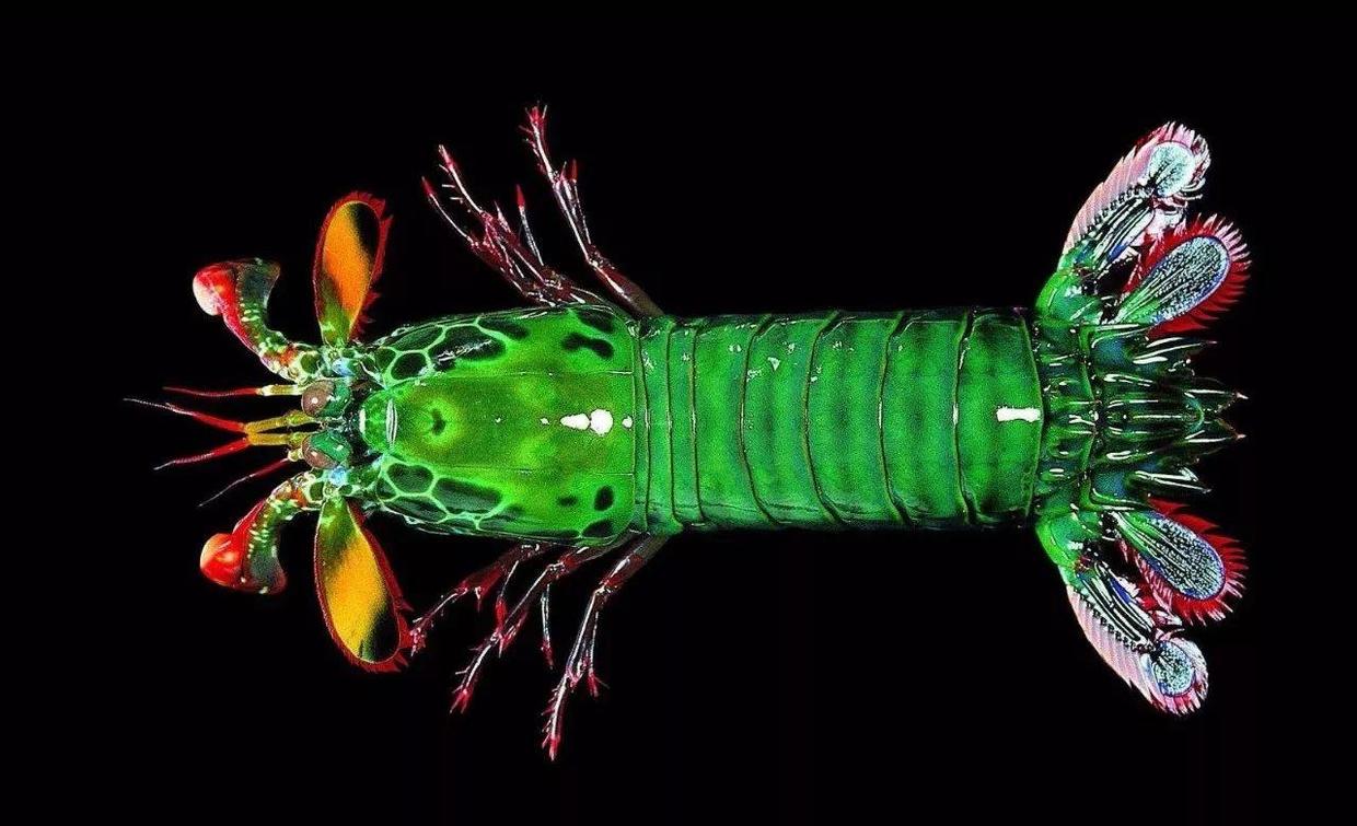 拳王二秒打出12拳,拳王一秒打五拳