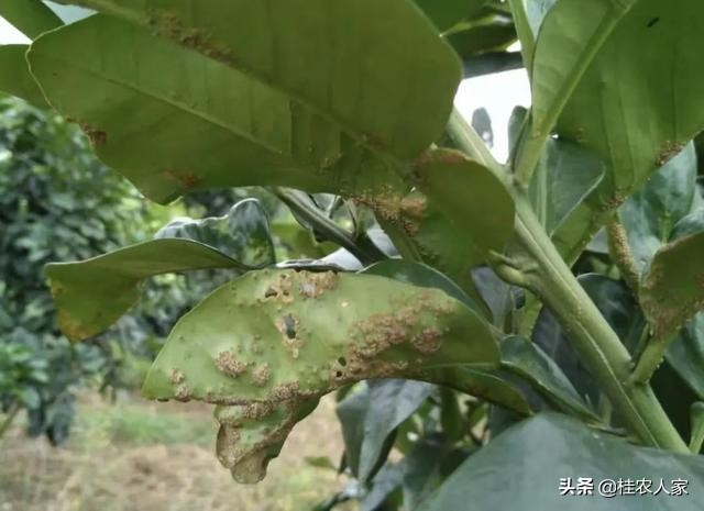 这个是柑橘疮痂病，在温暖湿润条件下最容易发病