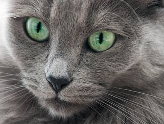 幼猫品种图鉴 (华达猫品种大全介绍)